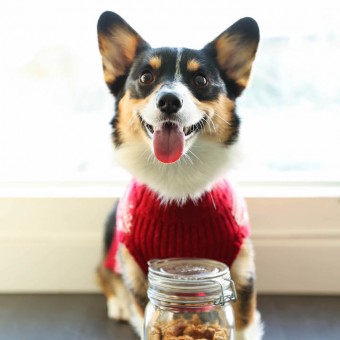 Peanut Butter Banana Dog Treats